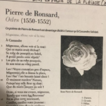 Mignonne Allons Voir Si La Rose Texte Pdf