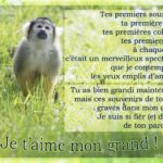 Fils texte poeme joyeux carte voeux neveu messages souhaiter vu